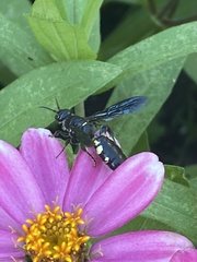 Myzinum obscurum