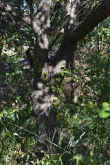 Terminalia bellirica