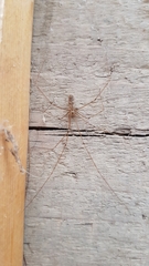 Pholcus phalangioides