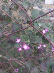 Lantana megapotamica