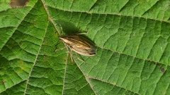 Aelia acuminata