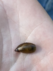 Succinea putris