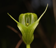 Pterostylis alpina