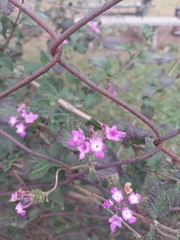 Lantana megapotamica