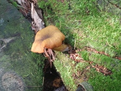 Tricholomopsis decora