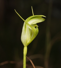 Pterostylis alpina