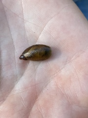 Succinea putris