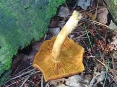 Tricholomopsis decora