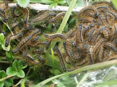 Malacosoma castrense