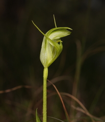 Pterostylis alpina