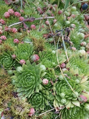 Sempervivum globiferum