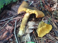 Tricholomopsis decora