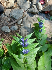 Gentiana asclepiadea
