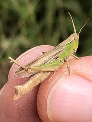 Chorthippus albomarginatus