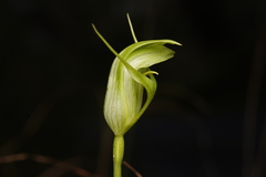 Pterostylis alpina