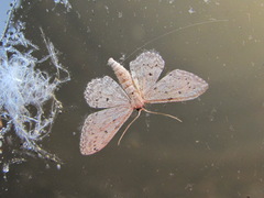 Idaea seriata