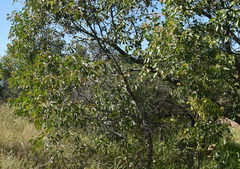 Acacia flavescens × leptoloba
