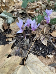 Cyclamen hederifolium