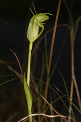 Pterostylis alpina