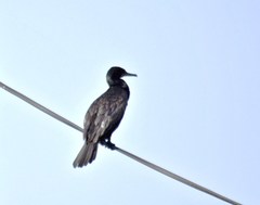 Phalacrocorax fuscicollis