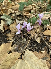 Cyclamen hederifolium