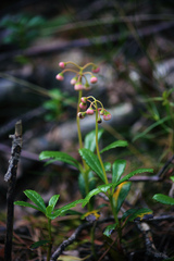 Chimaphila umbellata