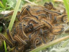 Malacosoma castrense