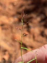 Eragrostis lacunaria
