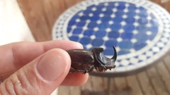 Oryctes nasicornis