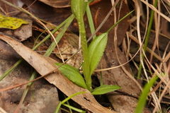 Pterostylis alpina