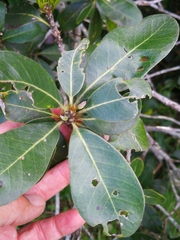 Sideroxylon inerme