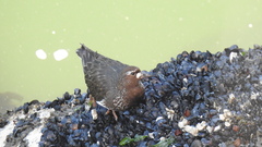 Arenaria melanocephala