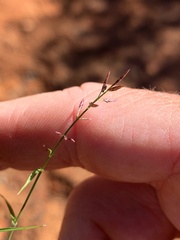 Eragrostis lacunaria