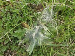 Malacosoma castrense