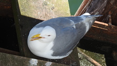 Larus glaucescens × occidentalis