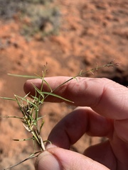 Eragrostis lacunaria