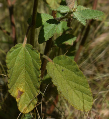 Waltheria indica
