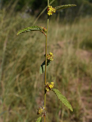 Waltheria indica