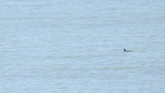 Phocoena phocoena