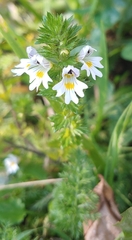 Euphrasia officinalis