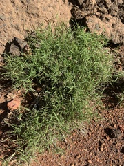 Eragrostis lacunaria