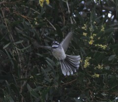 Rhipidura albiscapa