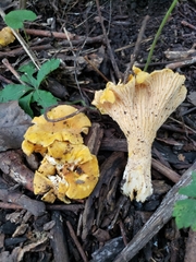 Cantharellus chicagoensis