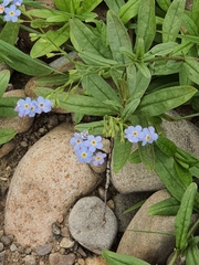 Myosotis scorpioides