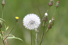 Hypochaeris chillensis