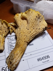Cantharellus chicagoensis