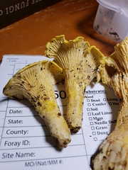 Cantharellus chicagoensis