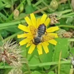 Megachilidae