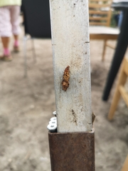 Aglais urticae
