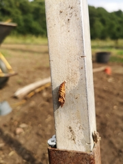Aglais urticae